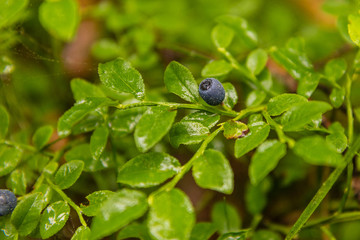 blueberries