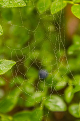 wet spiderweb
