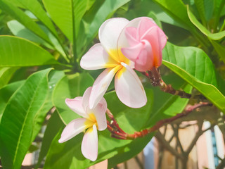 frangipani flower in the garden