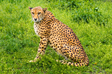 cheetah © Piotr_Kardas