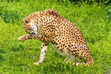 cheetah