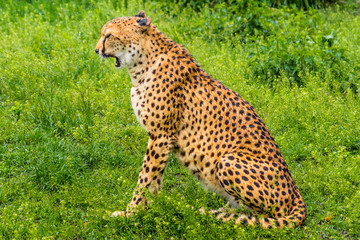 cheetah © Piotr_Kardas