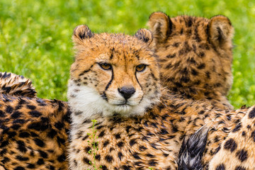 cheetah © Piotr_Kardas