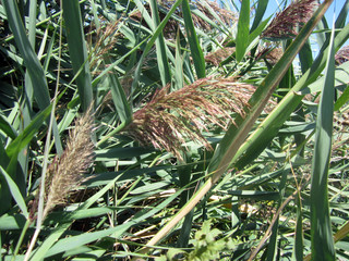 reed leaves
