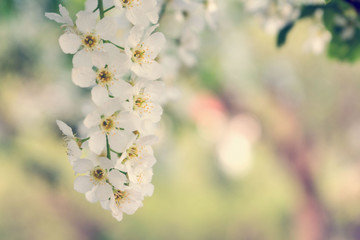 Branch of blossoming apple, macro with soft focus, gentle light background