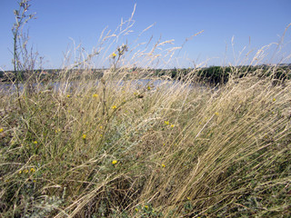 Fototapeta premium grass and sky