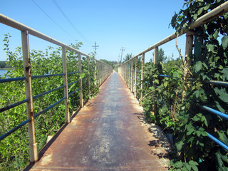 bridge in the forest