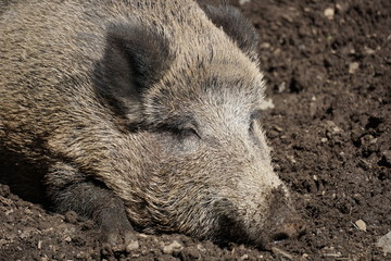 Wildschwein entspannt und satt schläft sich aus