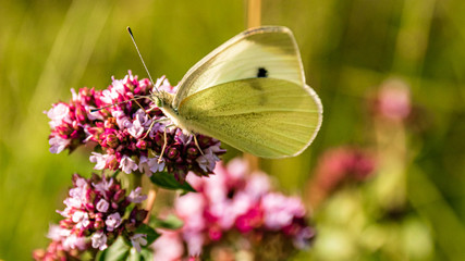 Macro of a beautiful cabbage white butterfly on a flower