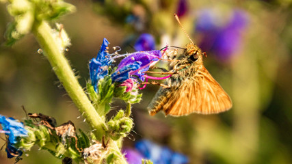 Macro of a beautiful small skipper butterfly on a flower