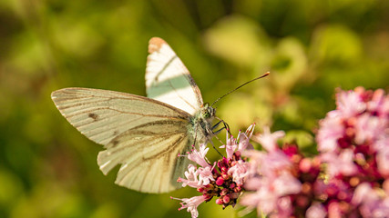 Macro of a beautiful cabbage white butterfly on a flower