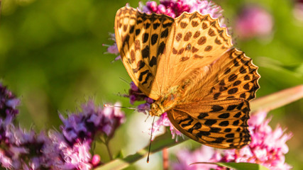 Macro of a beautiful fritillary butterfly on a flower