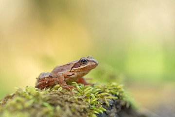 young Frog - Rana temporaria on green moss. The Common Frog, Rana temporaria also known as the European Common Frog