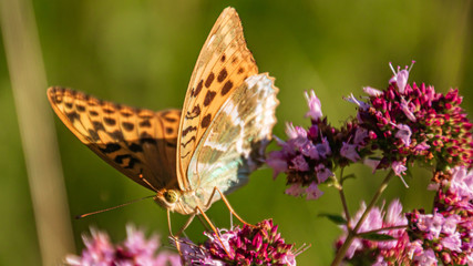 Macro of a beautiful fritillary butterfly on a flower