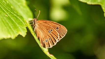 Macro of a beautiful ringlet butterfly on a leaf
