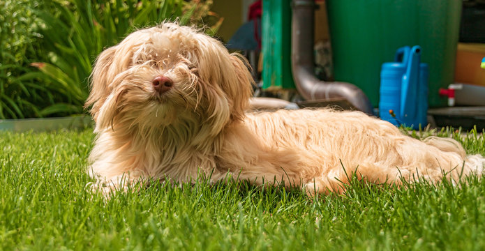 Cute havaneser dog portrait in our garden