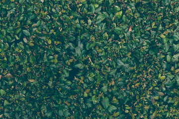 green leaves wall texture background