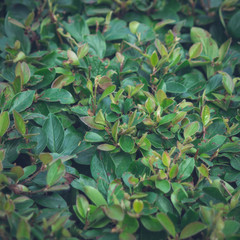 Obraz premium green leaves wall texture background