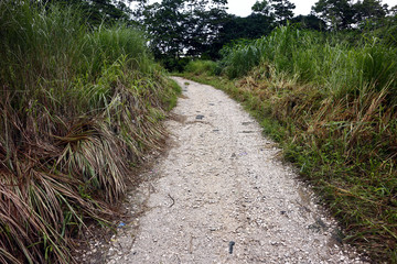 Ground or dirt trail and green vegetation in the wilderness