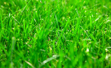 Beautiful green grass background