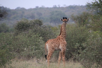 Giraffenkind mit plüschigen Höckern