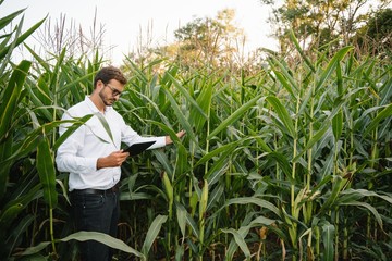 Happy farmer in the field checking corn plants during a sunny summer day, agriculture and food...