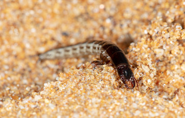 insect predatory larva on the sand