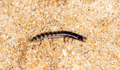 insect predatory larva on the sand