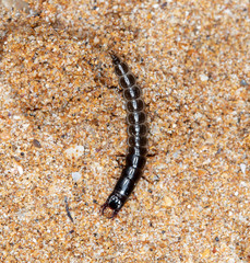 insect predatory larva on the sand