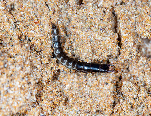 Obraz na płótnie Canvas insect predatory larva on the sand