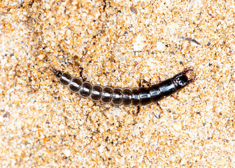 insect predatory larva on the sand