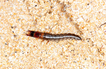 insect predatory larva on the sand