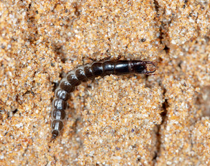 insect predatory larva on the sand