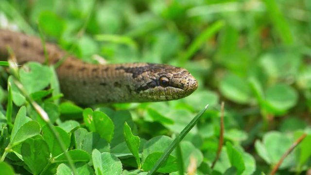 Wild Snake Coronella Austriaca on Grass and Stones Slow Motion