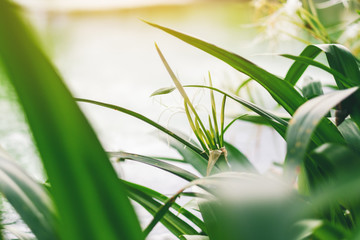 Closeup image of spider lily plants beside a pond