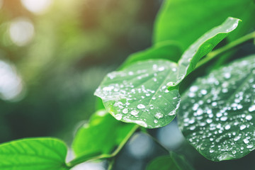 Closeup image of water drops on green tree leaves