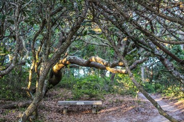 Selective Focus of gnarled windswept live oak trees on Ocracoke Island, North Carolina, where Blackbeard the Pirate was captured and hanged
