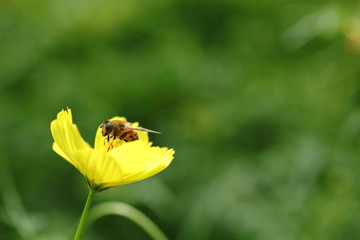 キバナコスモス（レモンブライト）