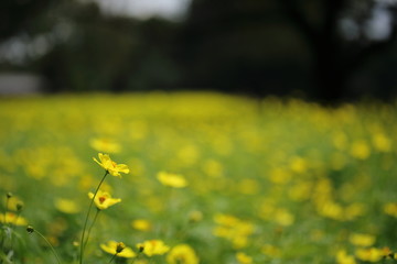 Obraz premium キバナコスモス（レモンブライト）