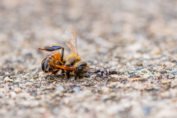 Ant dragging bumble bee across sandy surface