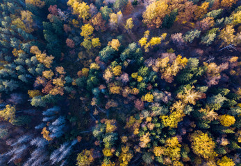 Aerial view of bright yellow autumn forest with yellow and green leaves and naked trunks. Autumn woodland landscape and background from a birds eye view