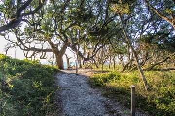 Fototapeta na wymiar Selective Focus of gnarled windswept live oak trees on Ocracoke Island, North Carolina, where Blackbeard the Pirate was captured and hanged