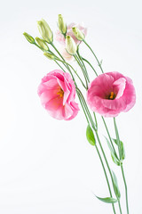 Flowers eustoma on white background