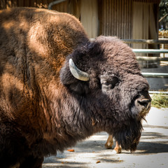 male buffalo head moving up