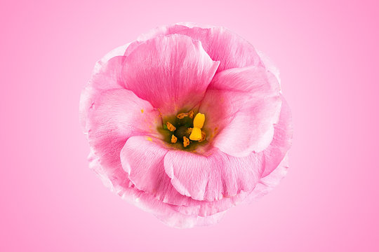 a pink eustoma flower on a pink background