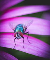 Green bottle fly on echinacea flower