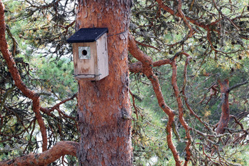 Birdhouse on a pine tree in summer forest.