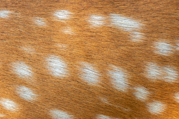 Texture beautiful skin of deer. Body and fur pattern background.