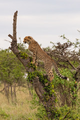 single Cheetah up a tree