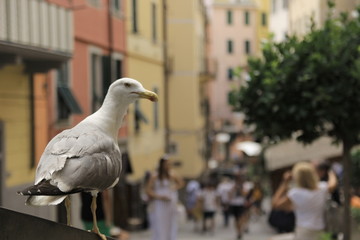 seagull in city